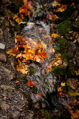 autumnal leaves on the water, autumn landscape