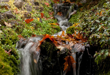 autumnal leaves on the water, autumn landscape