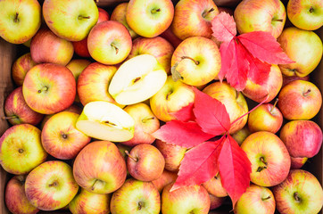 Naklejka na ściany i meble Apples top view.Organic fruits.