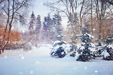 Beautiful winter landscape