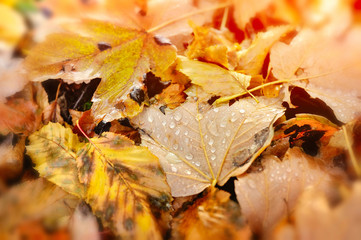 Water drop on orange autumn leaf