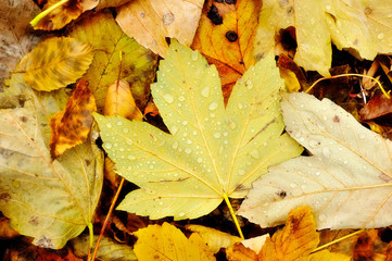 Water drop on yellow autumn leaf