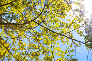 leaf background in forest