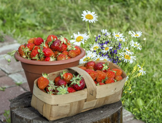 Fototapeta na wymiar Strawberries and chamomile