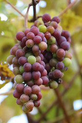 Weintraube am Rebstock