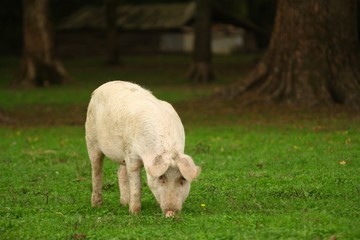Pig on farm is watching at camera