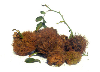 Bedeguar