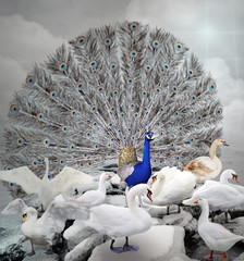 Fototapeta premium Stand out of the crowd - The blue peacock