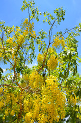 Golden shower flower tree, Cassia fistula in summer