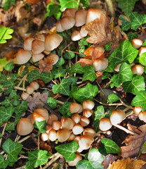 Mushrooms in the forest