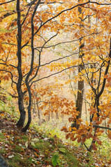 Fog in the autumn forest