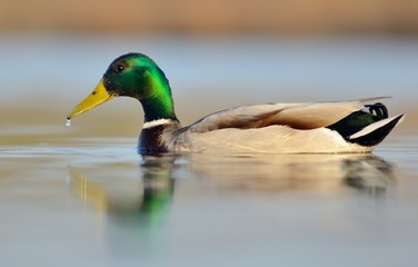 Mallard or wild duck (Anas platyrhynchos)