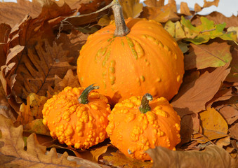 Small pumpkins