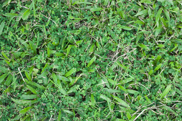 Obraz premium Green grass surface