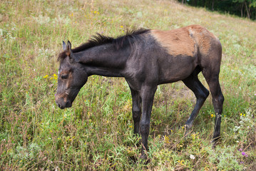 Obraz na płótnie Canvas Cute foal deciding what herb to taste first on a summer pasture