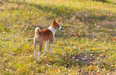 Cute Basenji dog in an autumnal park waiting for the master