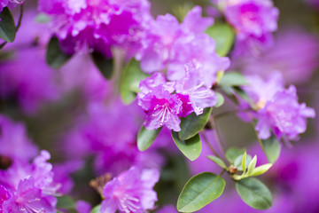 Obraz premium Rhododendron bloom in spring. Beautiful picture.