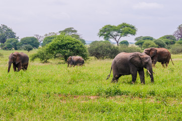 Obraz na płótnie Canvas Elephant family in Tarangire Park, Tanzania