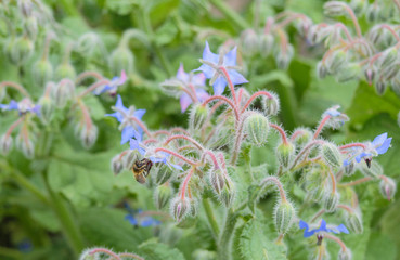 Bee on thorns