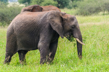 Naklejka na ściany i meble Eating elephant in Tarangire Park, Tanzania