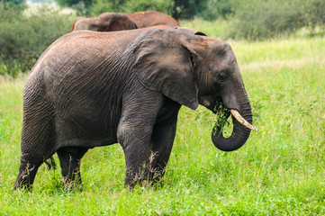 Naklejka na ściany i meble Eating elephant in Tarangire Park, Tanzania