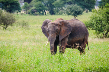 Naklejka na ściany i meble Lonely young elephant in Tarangire Park, Tanzania