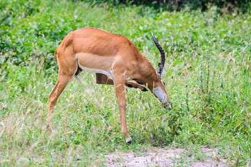 Male impala in Tarangire Park, Tanzania