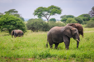 Naklejka na ściany i meble Elephant family in Tarangire Park, Tanzania