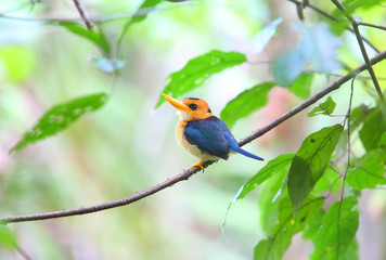 Yellow-billed Kingfisher (Syma torotoro) in Papua New Guinea
