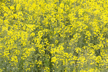 Oil seed rape plants (brassica napus) in full yellow bloom, full frame.