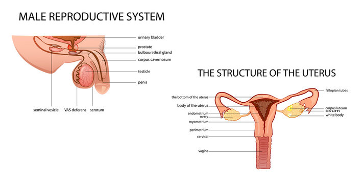 male and female reproductive system