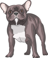 French bulldog.