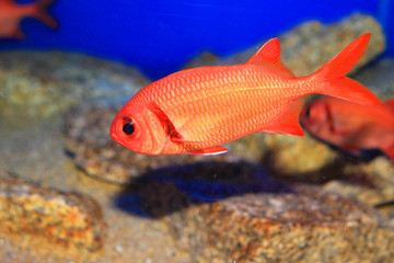 Naklejka premium Pinecone soldierfish (Myripristis kochiensis) in Japan