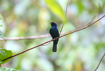 Shining flycatcher (Myiagra alecto) in Papua New Guinea