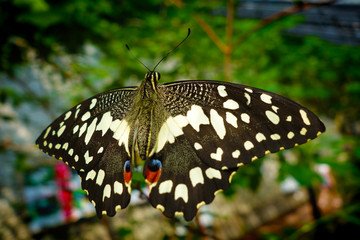 Бабочка. Butterfly.