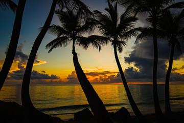 sunset silhouette of palm trees