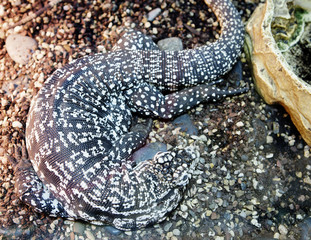 Аргентинская ящерица тегу