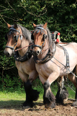 Fototapeta premium Kaltblut-Gespann