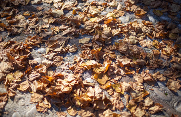 Autumn blurred leafs