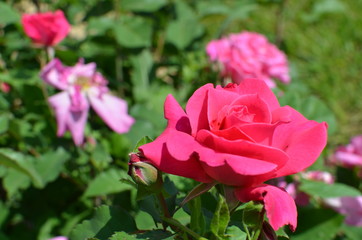 Pink rose in greenery