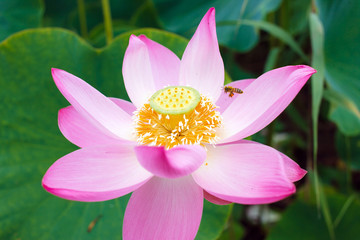 Lotus flower, rare flower, bee on a flower, ancient flower, symbol of purity, symbol of Buddhism, Nelumbo, Species listed in Red book, flower  Asia and Orient.