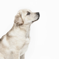 Labrador puppy sitting to command facing his owner.