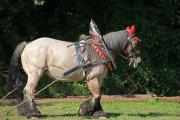 Rückepferd bei der Arbeit