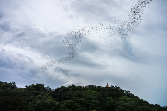 Large colonies of bats stream. They are flying to collect their food in the evening.