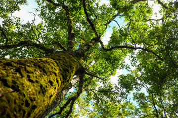 Fototapeta premium Magical fresh green forest big tree