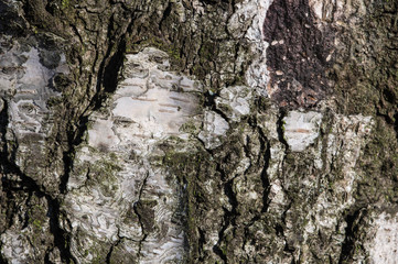 The bark of birch tree close up