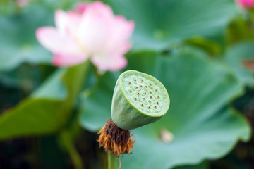 Lotus seeds, Lotus flower, rare flower, ancient flower, a symbol of purity, symbol of Buddhism, Nelumbo, Species listed in the Red book, Nelumbo nucifera,  flower  Asia and Orient.