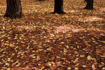 Fallen leaves