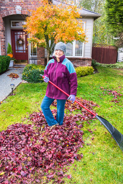 Active Senior Woman Raking Leaves. Colorful Autumn Foliage. Vertical