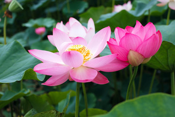 Fototapeta premium Lotus flower, rare flower, the ancient flower, a symbol of purity, symbol of Buddhism, Nelumbo, Lotus orehonosny, Species listed in the Red book, Nelumbo nucifera, a Plant in of Asia and Orient